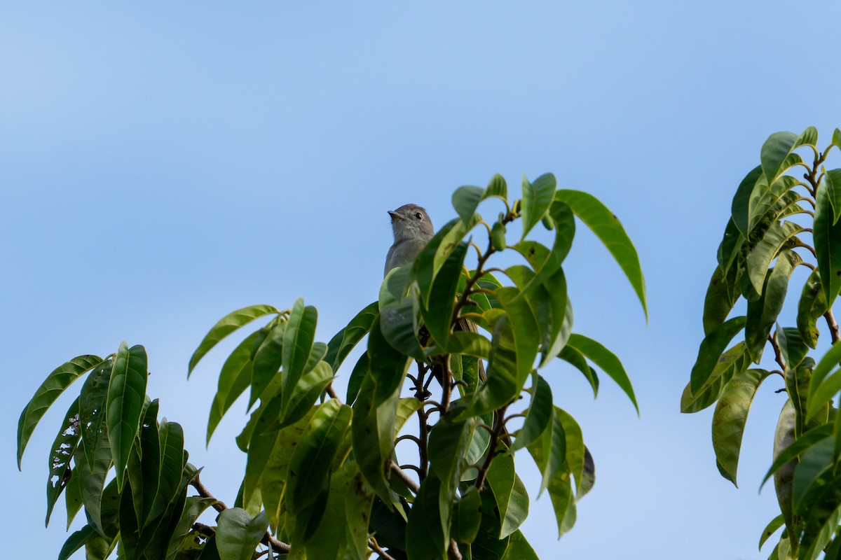 Желтобрюхая эления - ML645403705