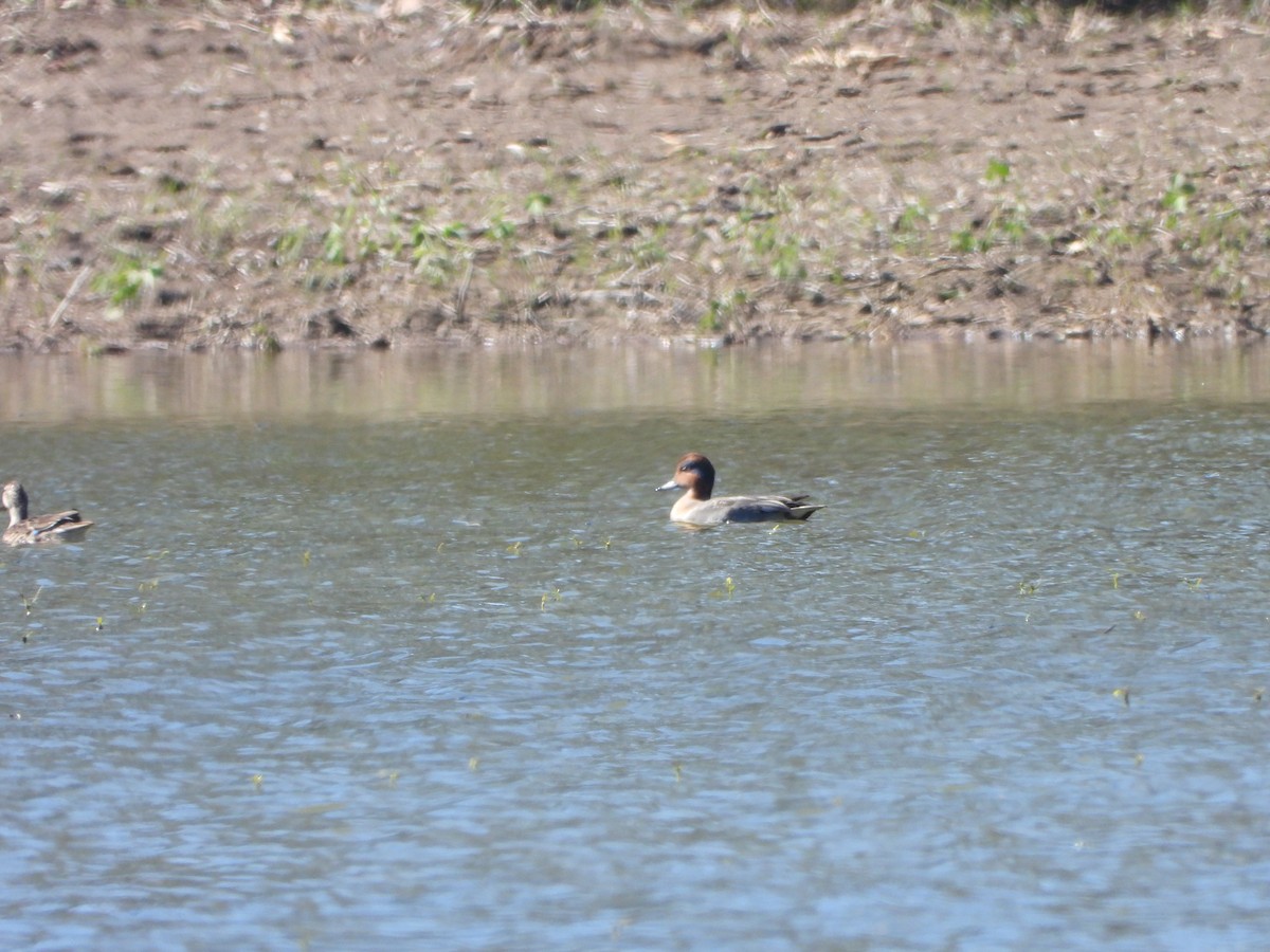 Green-winged Teal - ML645403710