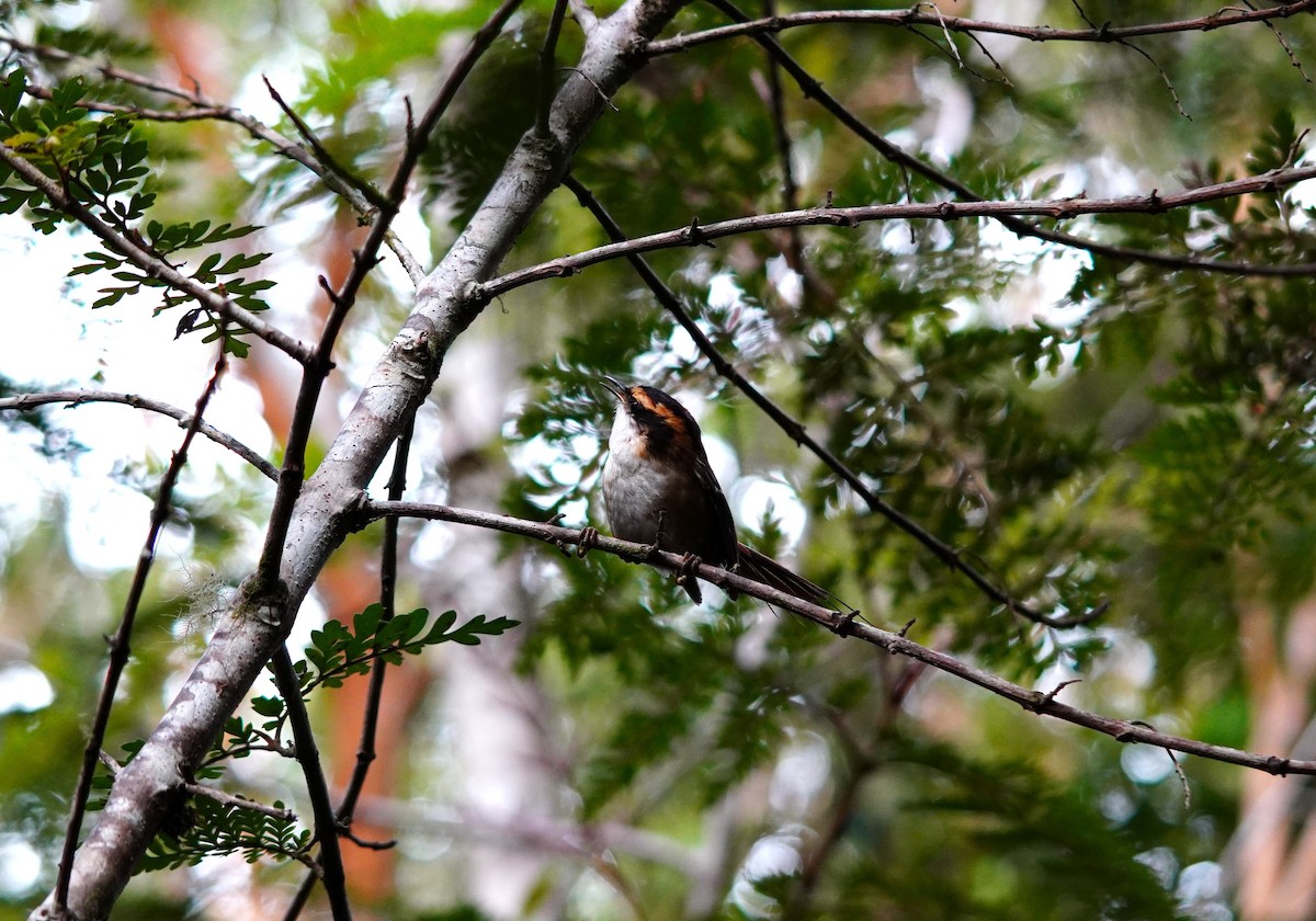 Thorn-tailed Rayadito - ML645403711