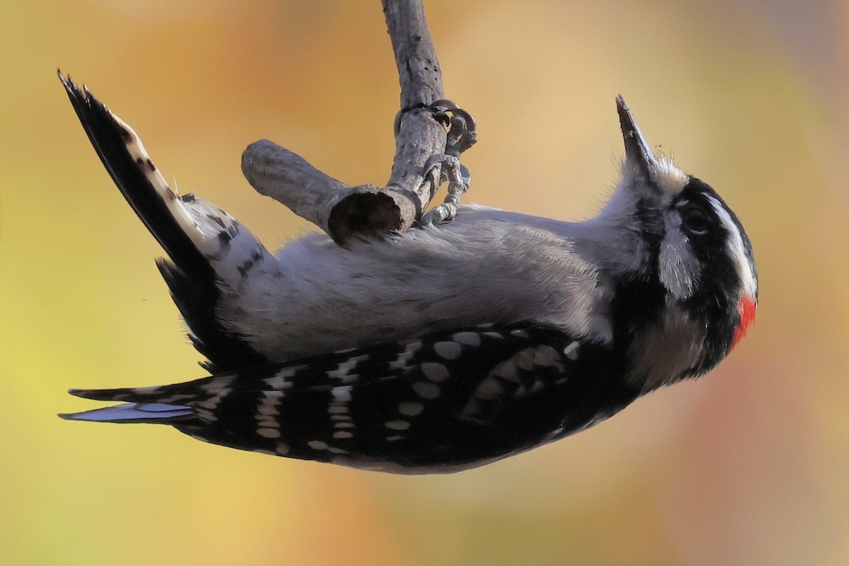 Downy Woodpecker - ML645403713