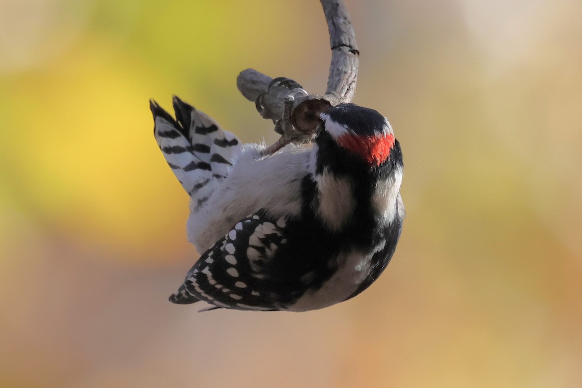 Downy Woodpecker - ML645403724