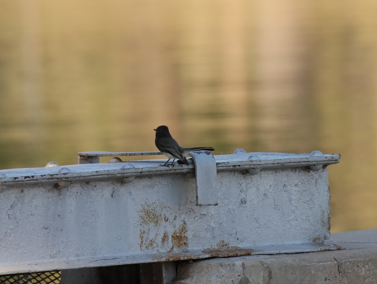 Schwarzkopf-Phoebetyrann - ML645403728