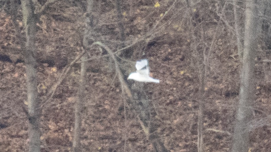 Мартиновий sp. - ML645403751