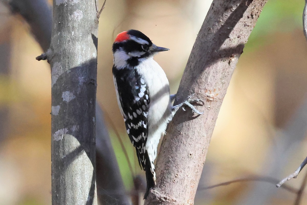 Downy Woodpecker - ML645403754