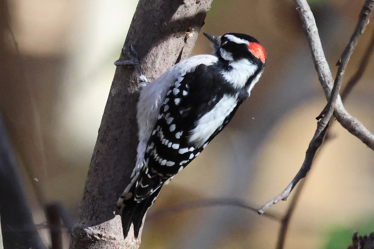 Downy Woodpecker - ML645403758