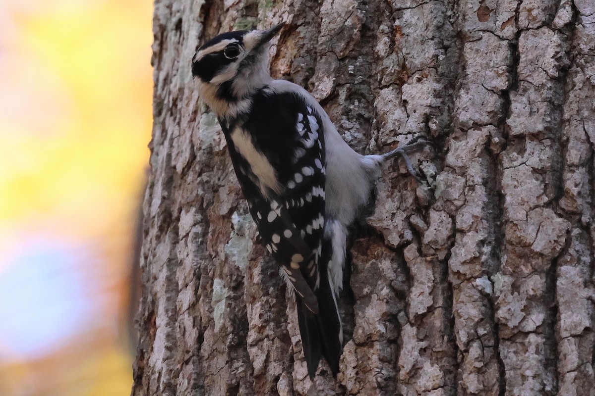 Downy Woodpecker - ML645403760