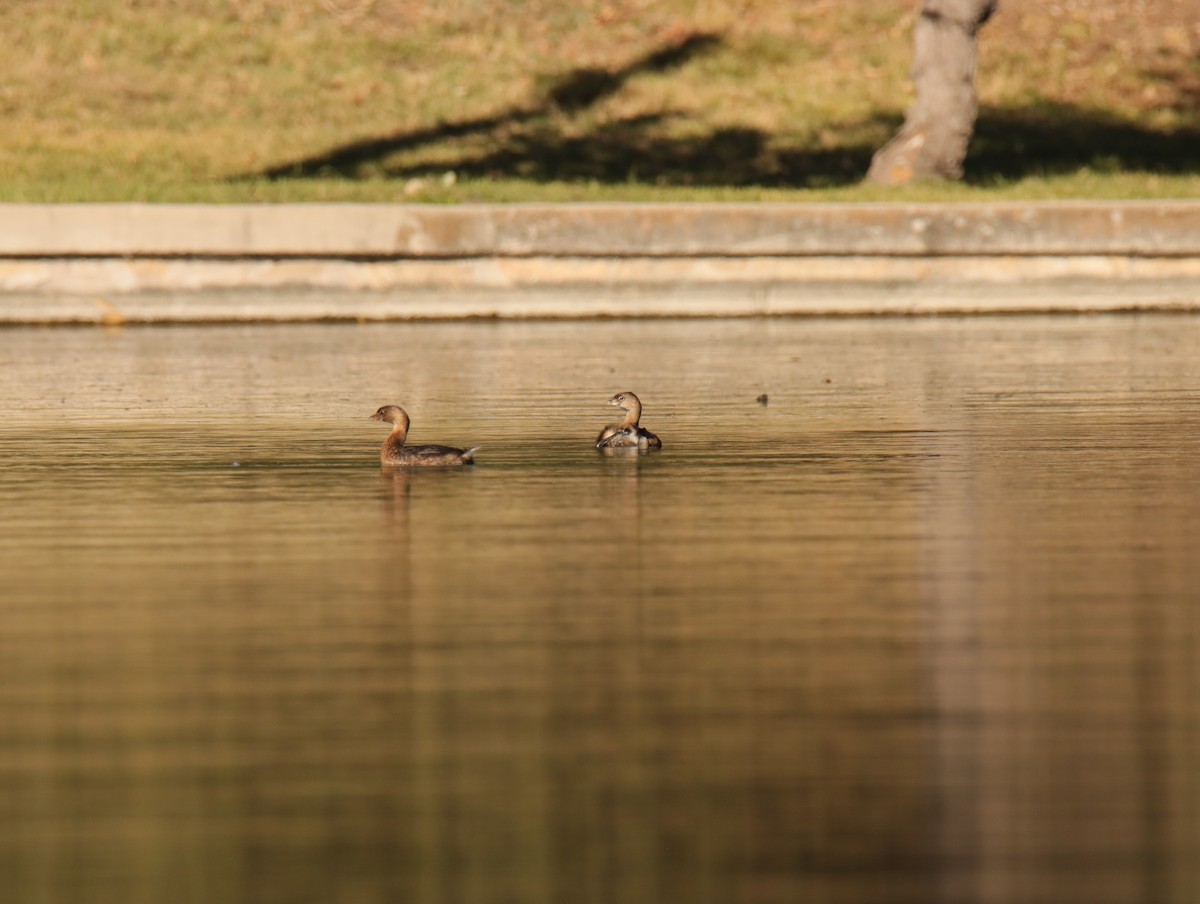 Bindentaucher - ML645403765