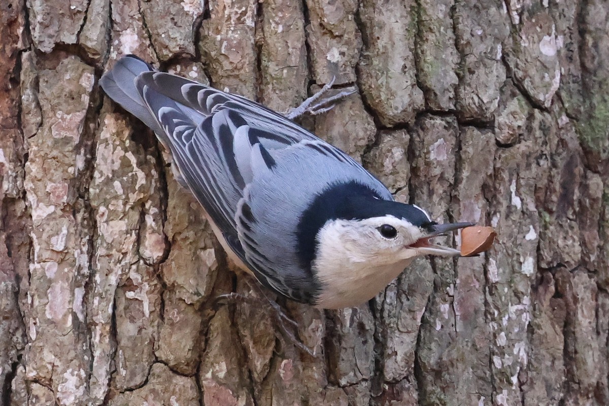 White-breasted Nuthatch - ML645403794