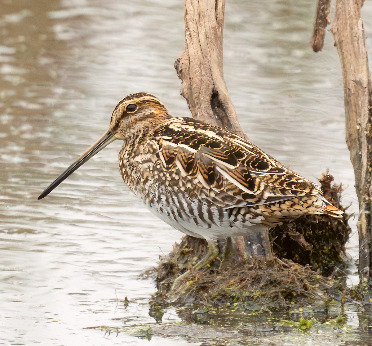 Wilson's Snipe - ML645403796