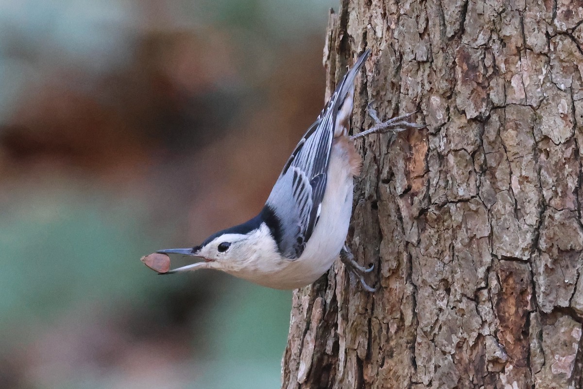 White-breasted Nuthatch - ML645403797