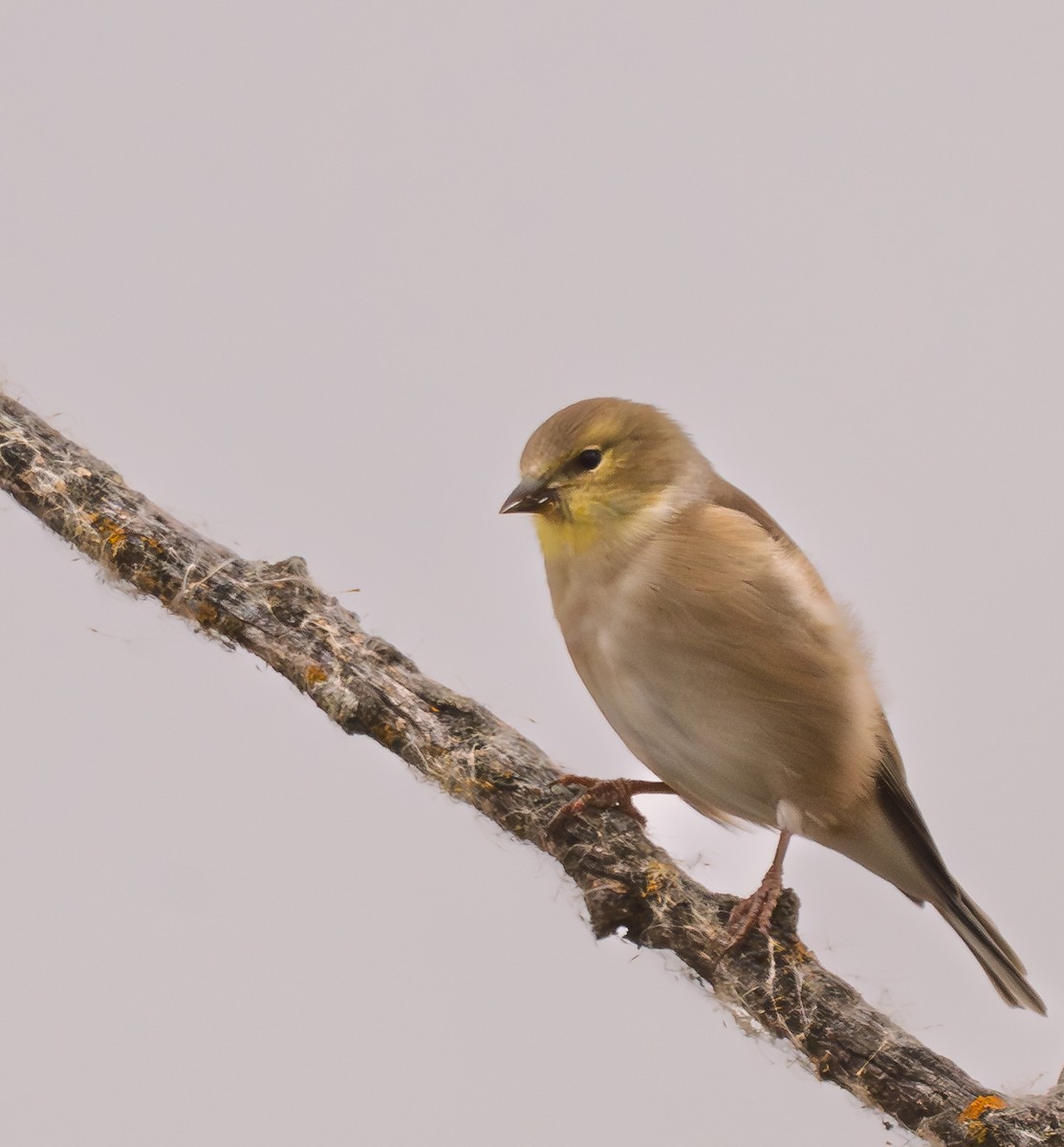 American Goldfinch - ML645403821