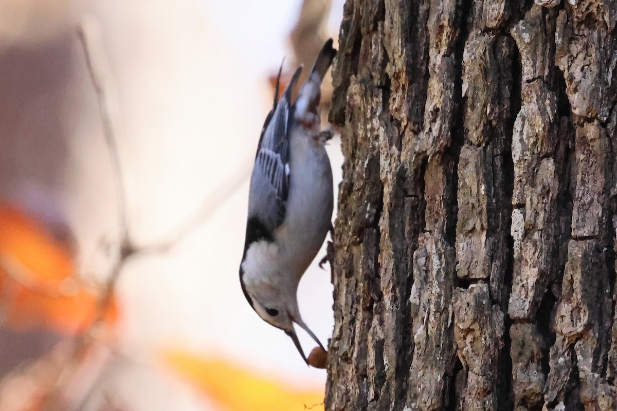 White-breasted Nuthatch - ML645403827
