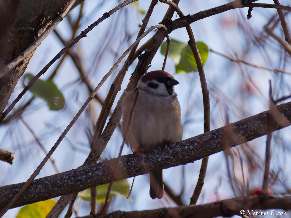 Ağaç Serçesi - ML645403828