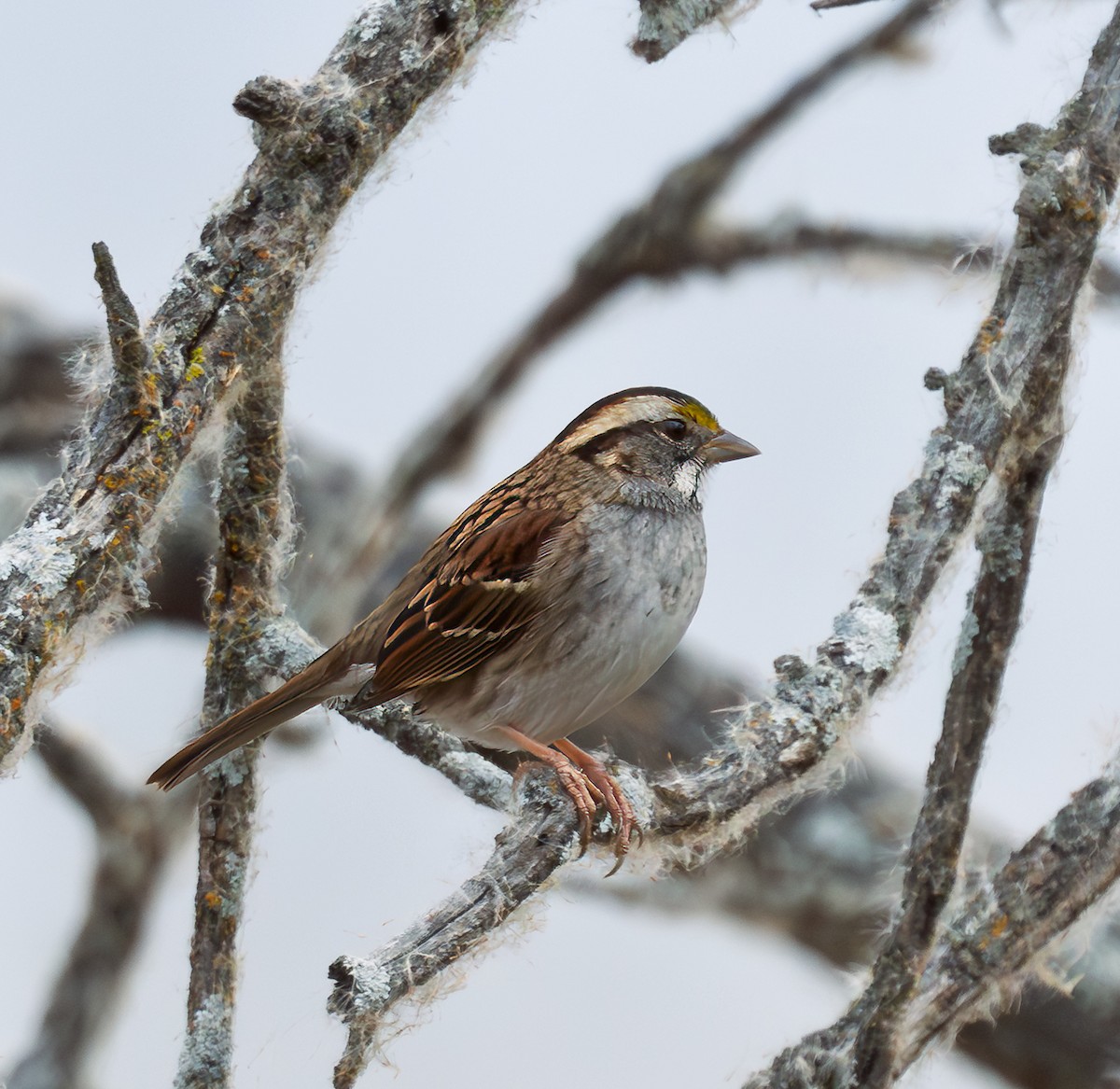White-throated Sparrow - ML645403829