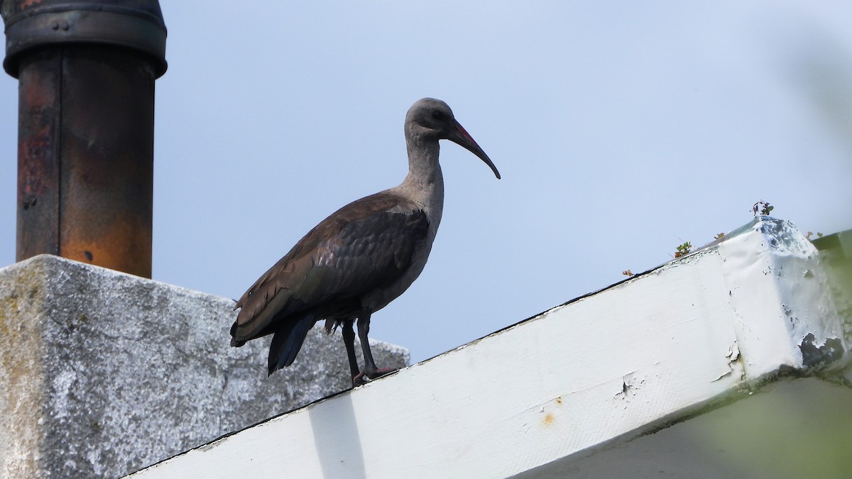 Hadada Ibis - ML645403831