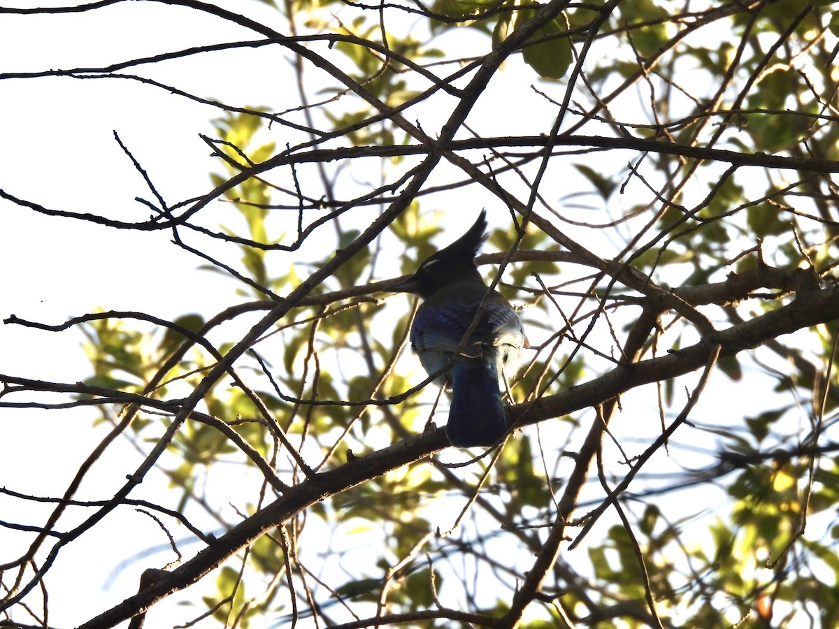 Steller's Jay - ML645403832