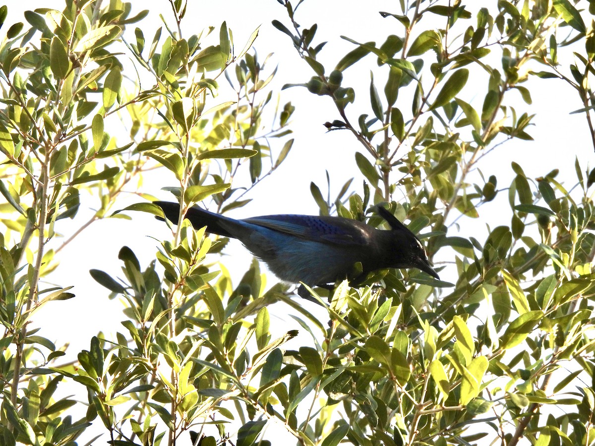 Steller's Jay - ML645403833
