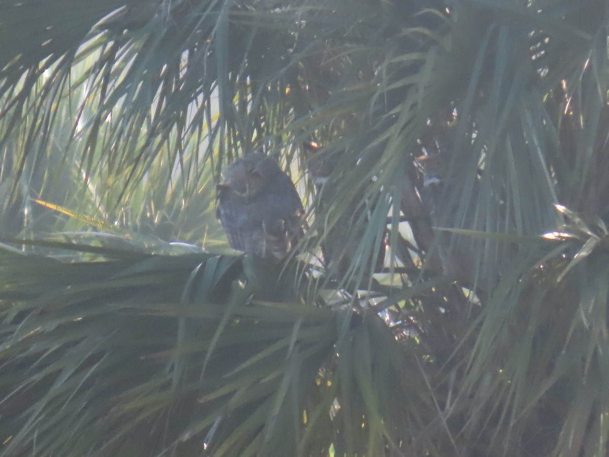 Пугач віргінський - ML645403844