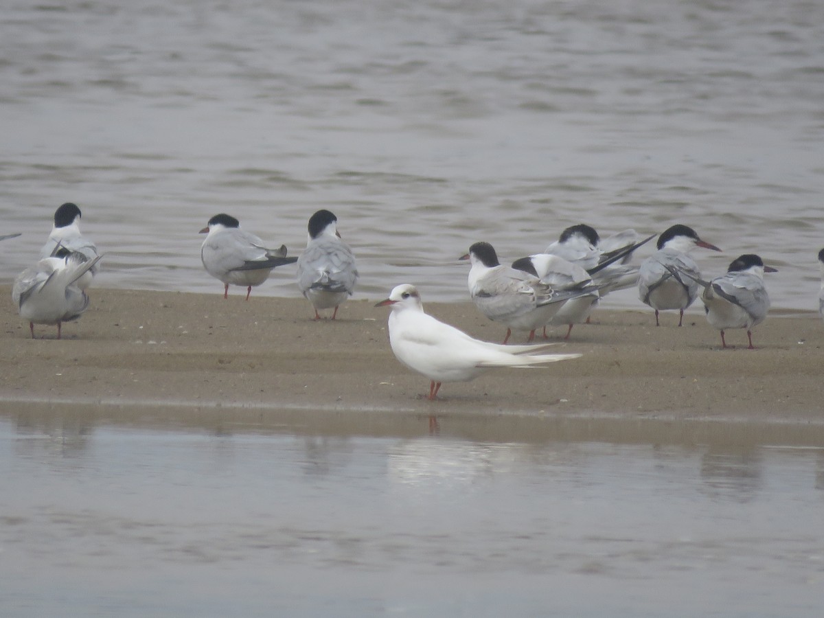 Common Tern - ML645403848