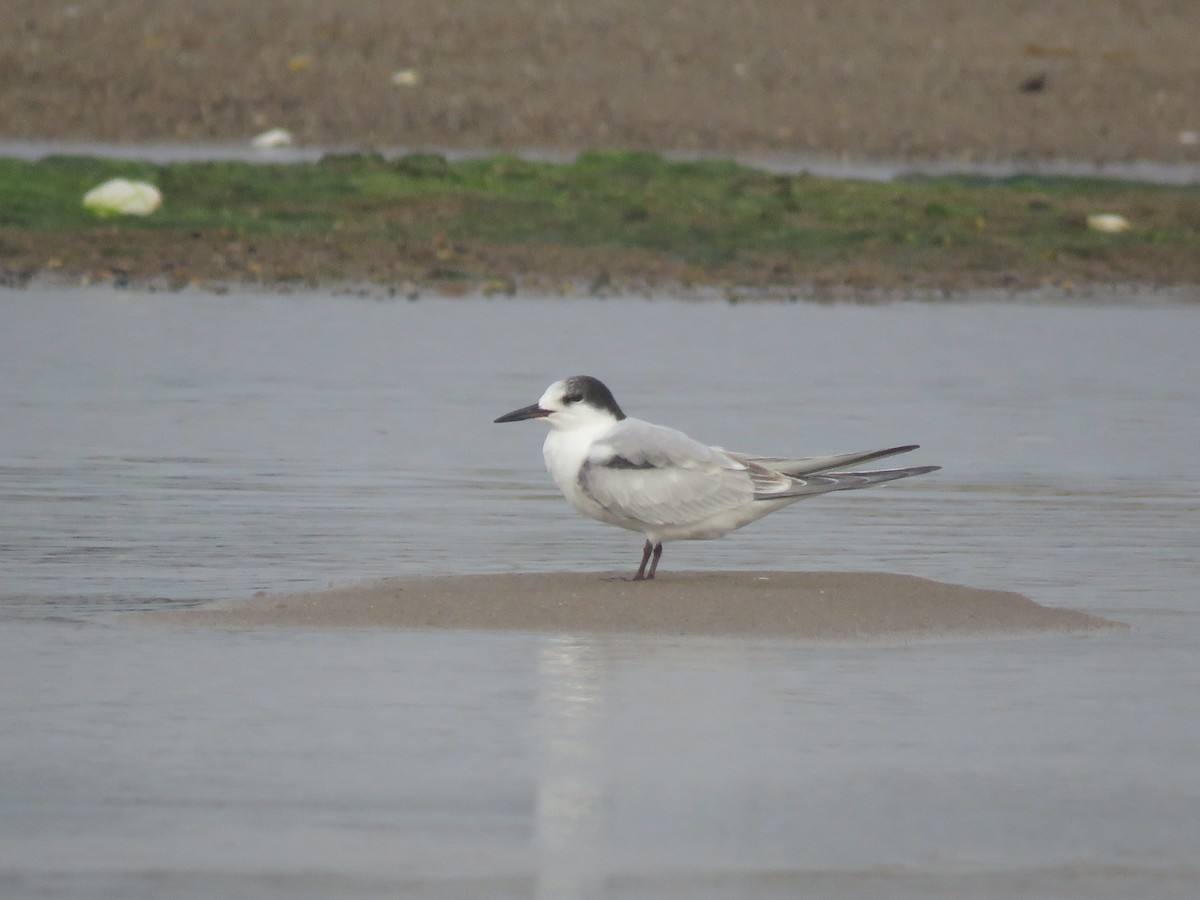 Common Tern - ML645403849