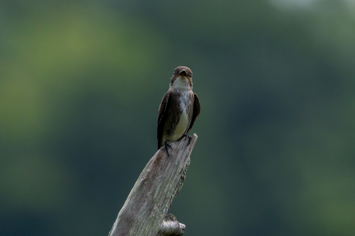 tyranovec severský - ML645403856