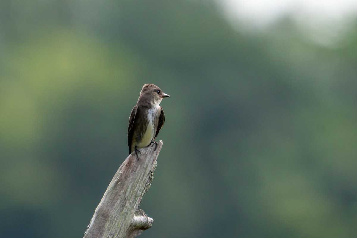 tyranovec severský - ML645403857