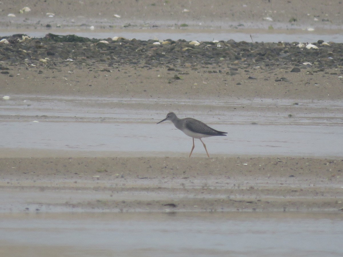 小黃腳鷸 - ML645403862