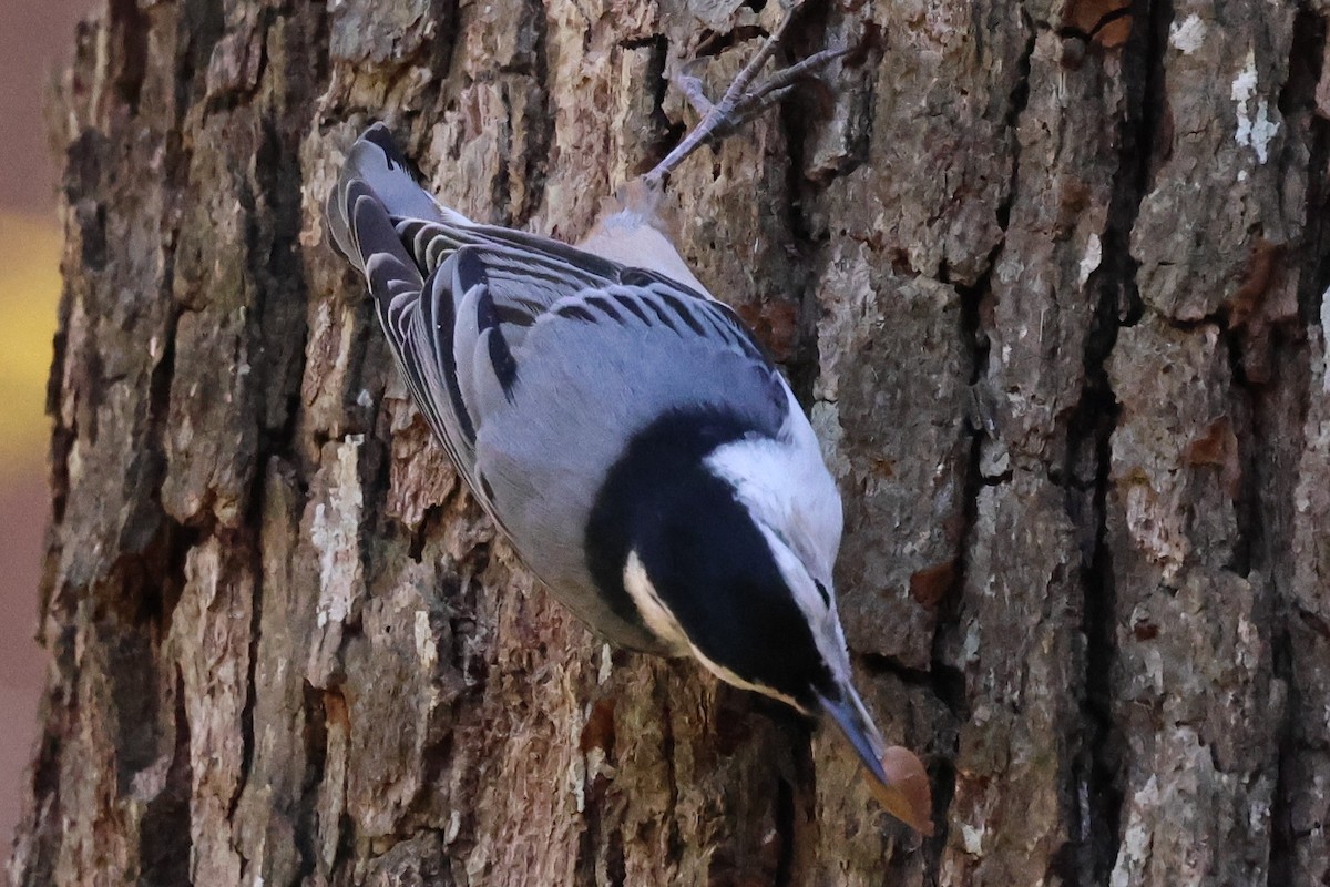 White-breasted Nuthatch - ML645403867