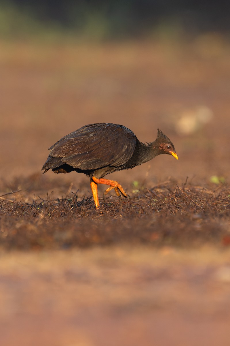 Orange-footed Megapode - ML645403870