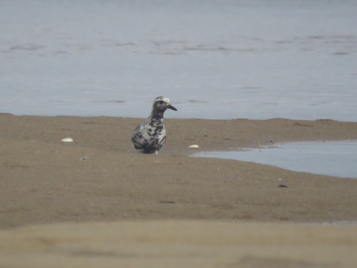 חופזי מנומר - ML645403872