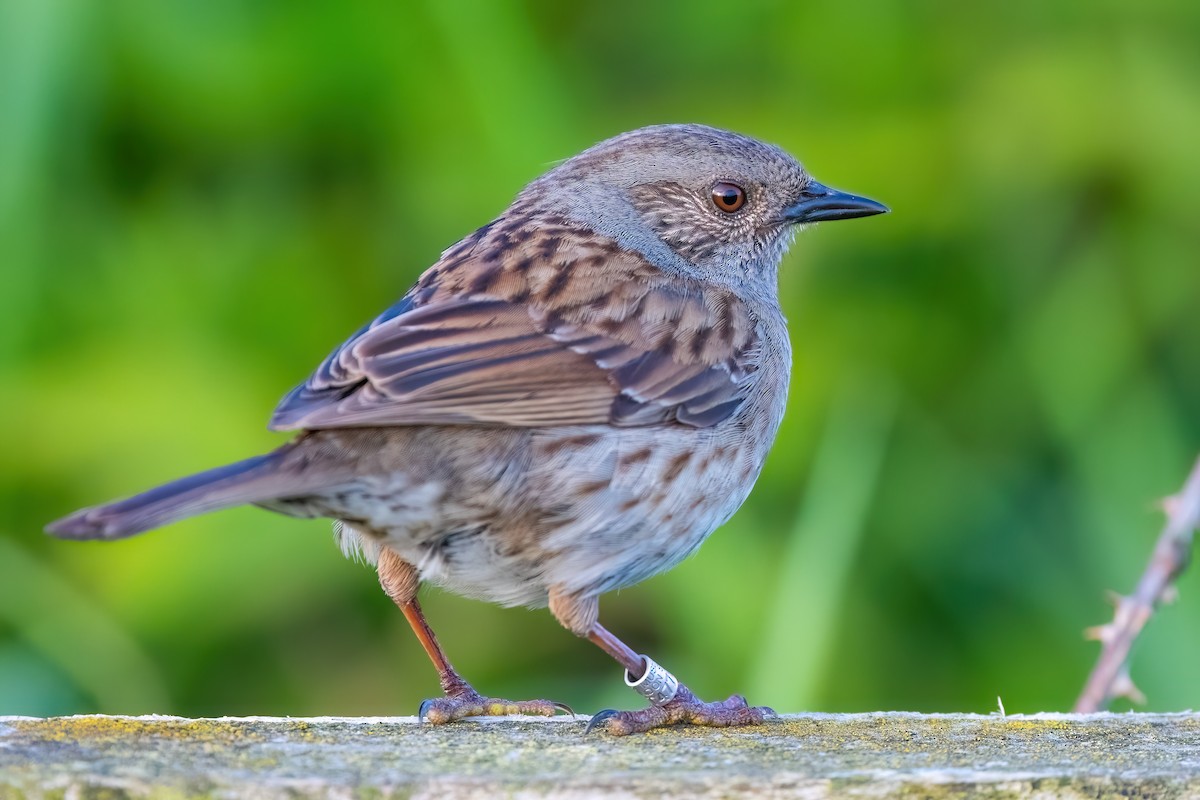 Accenteur mouchet - ML645403873