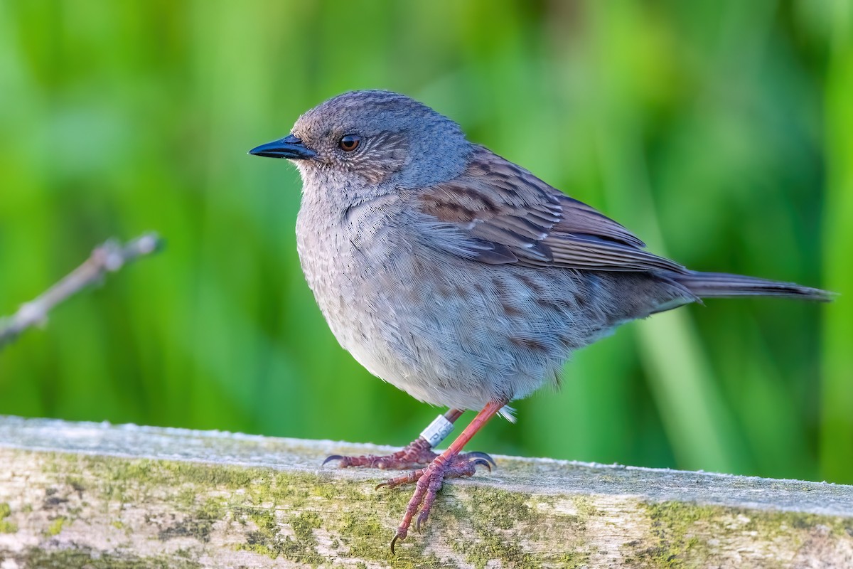 Accenteur mouchet - ML645403874