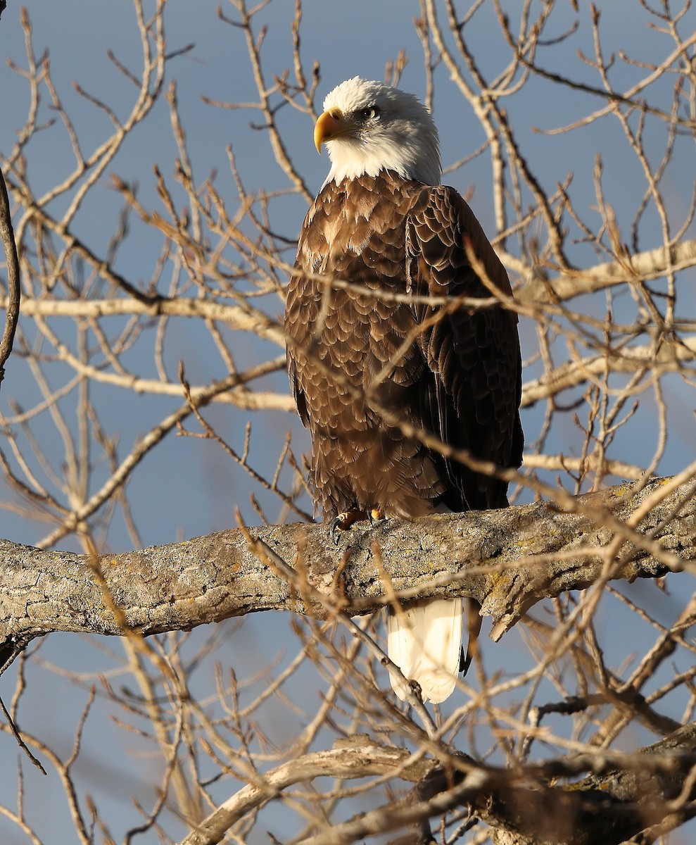 Bald Eagle - ML645403880