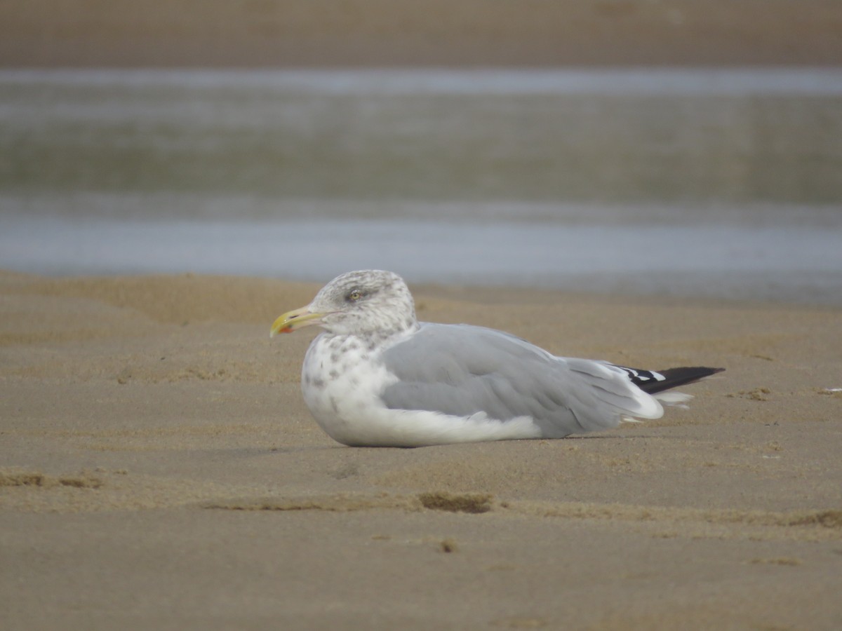 American Herring Gull - ML645403884
