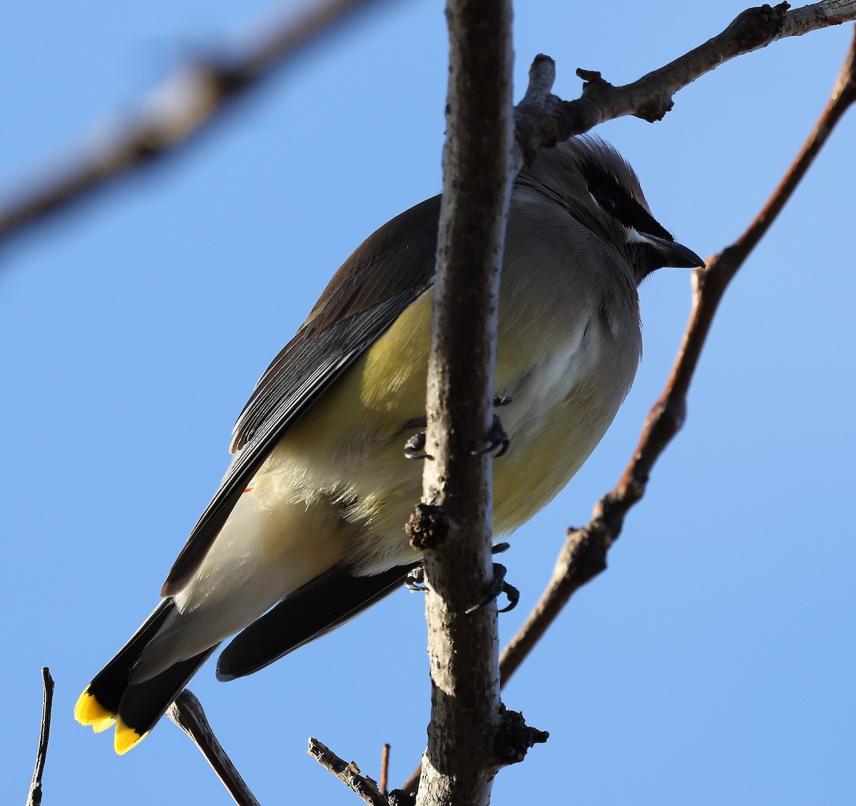 Cedar Waxwing - ML645403896