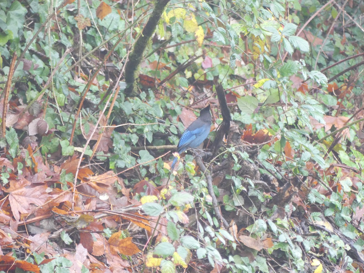Steller's Jay - ML645403898