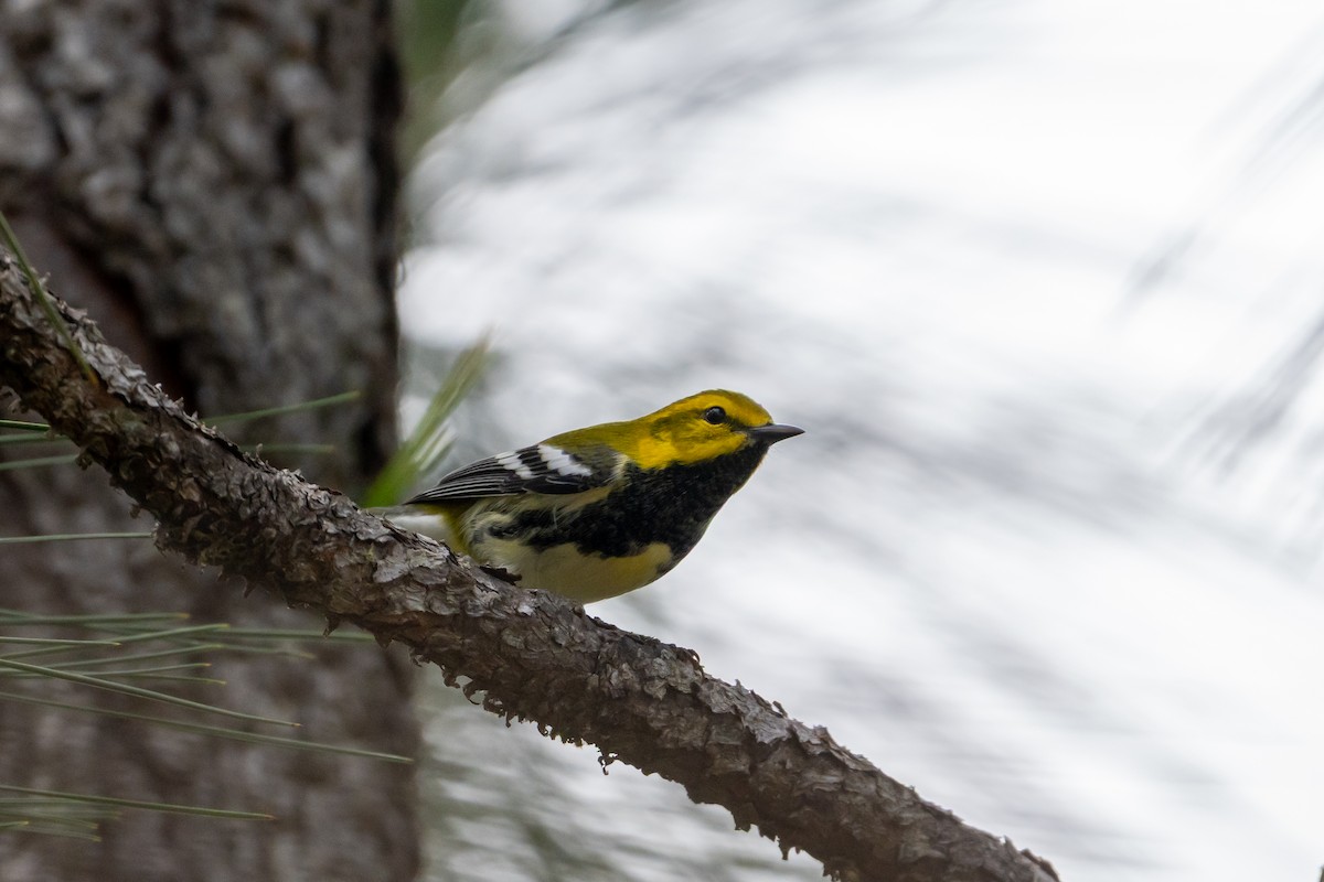 Black-throated Green Warbler - ML645403899