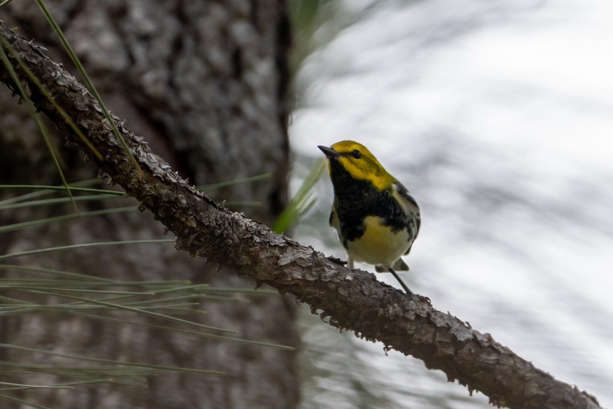Black-throated Green Warbler - ML645403900