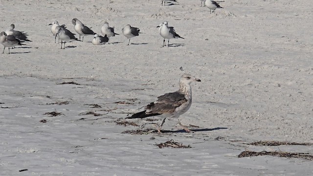 Lesser Black-backed Gull - ML645403938