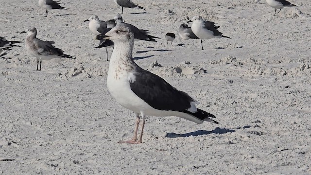 Lesser Black-backed Gull - ML645403941