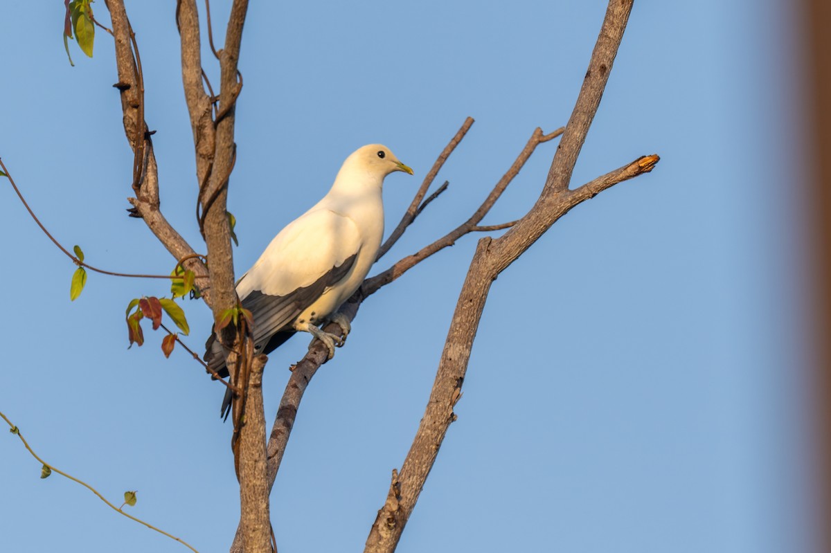 holub pobřežní - ML645403943