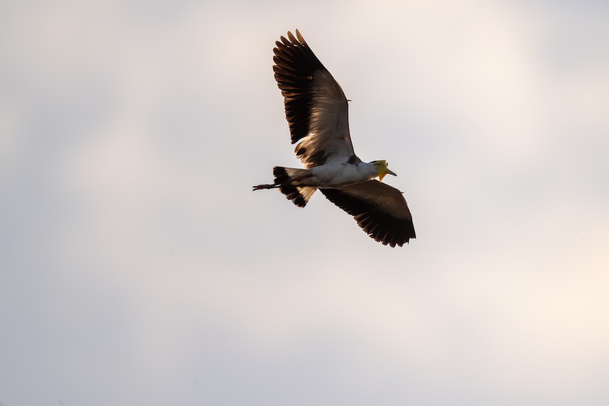 čejka australská - ML645403971