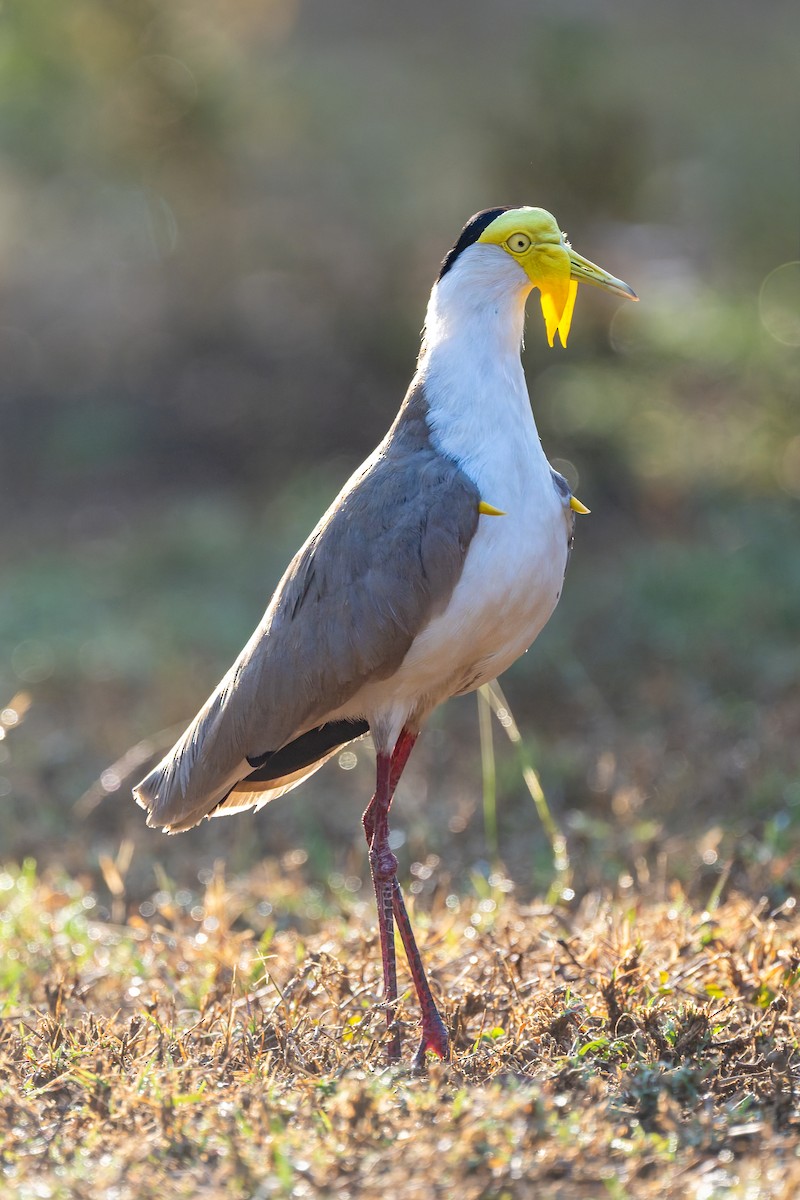 čejka australská - ML645403972