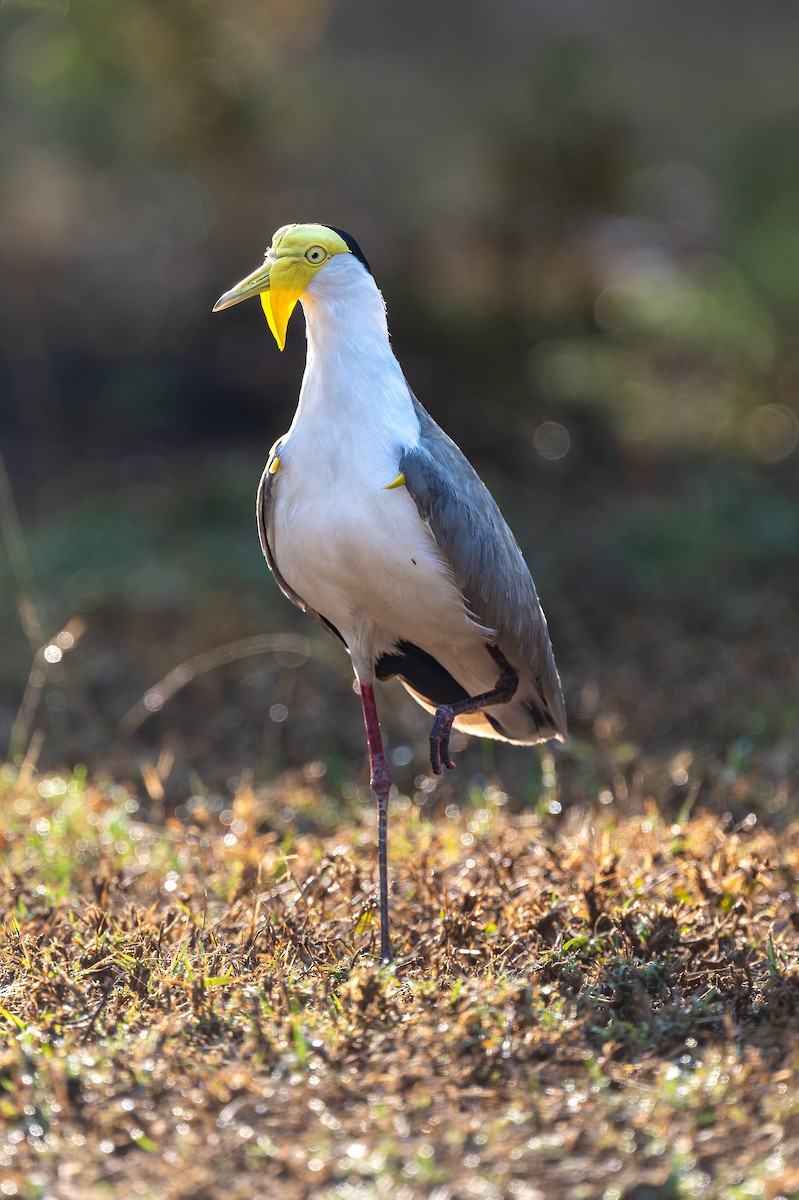 čejka australská - ML645403973