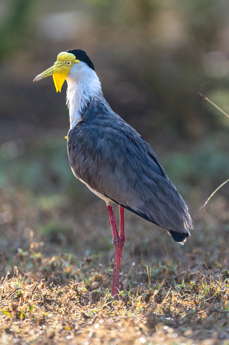 čejka australská - ML645403974