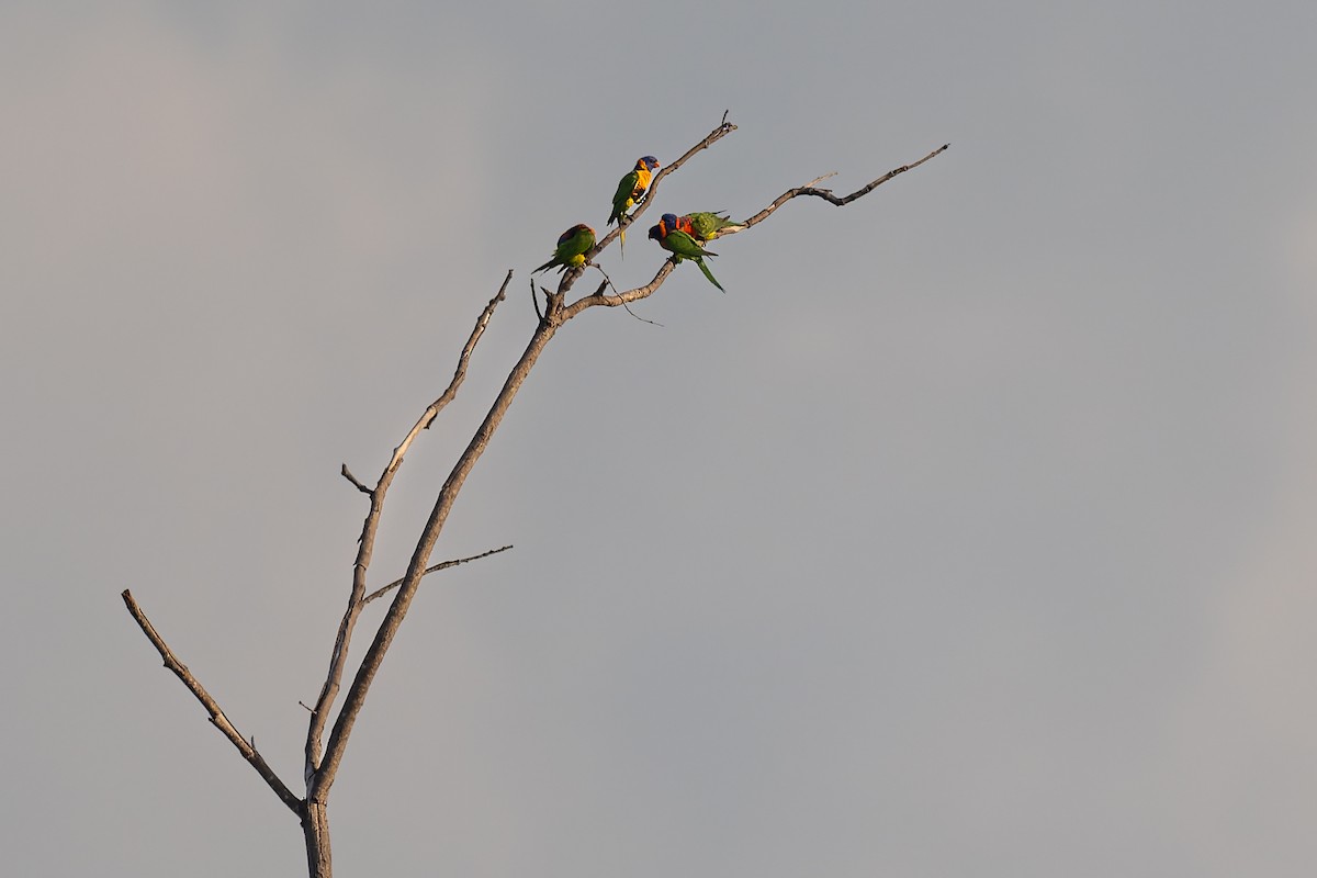Red-collared Lorikeet - ML645403982