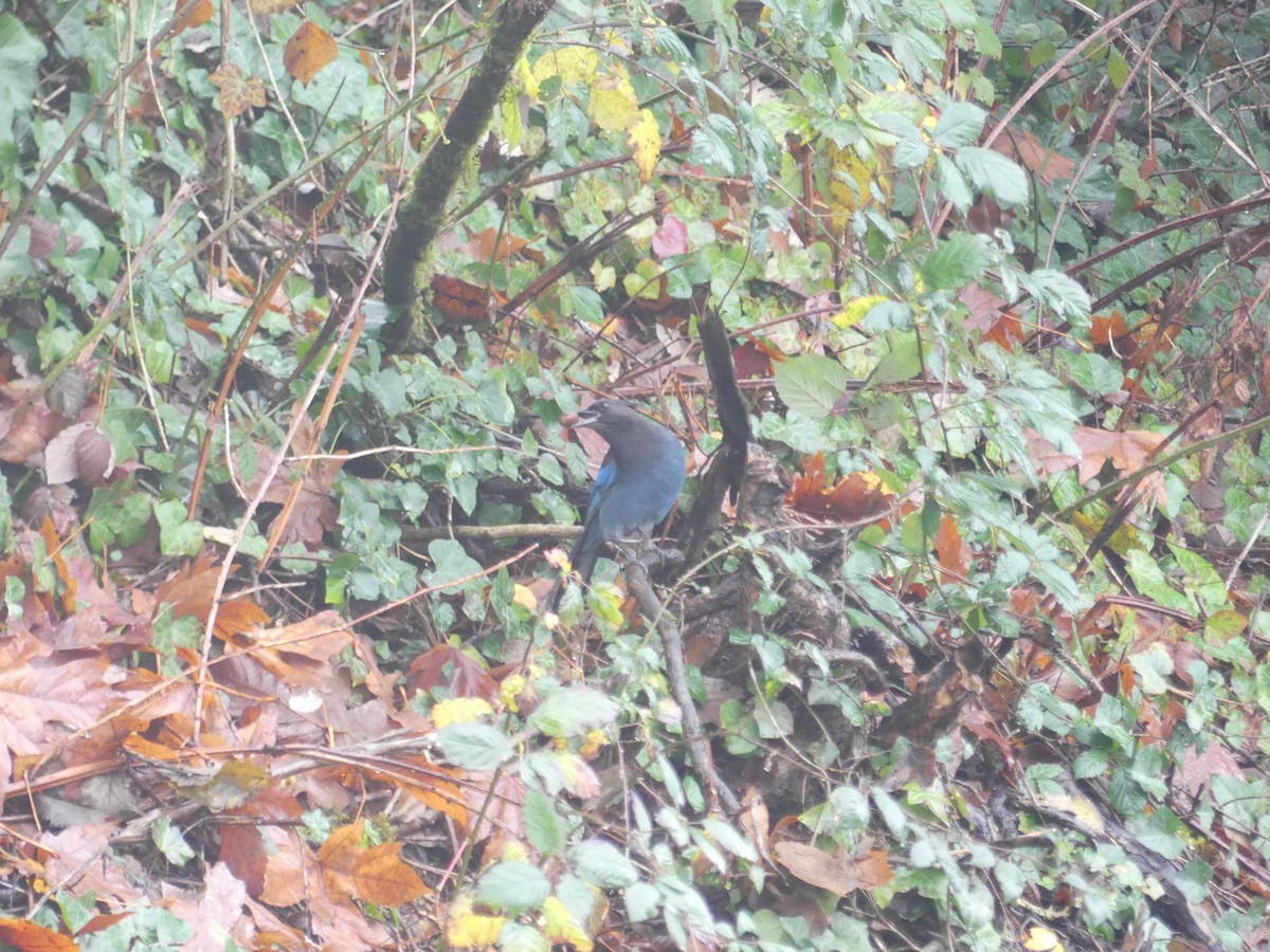 Steller's Jay - ML645403990