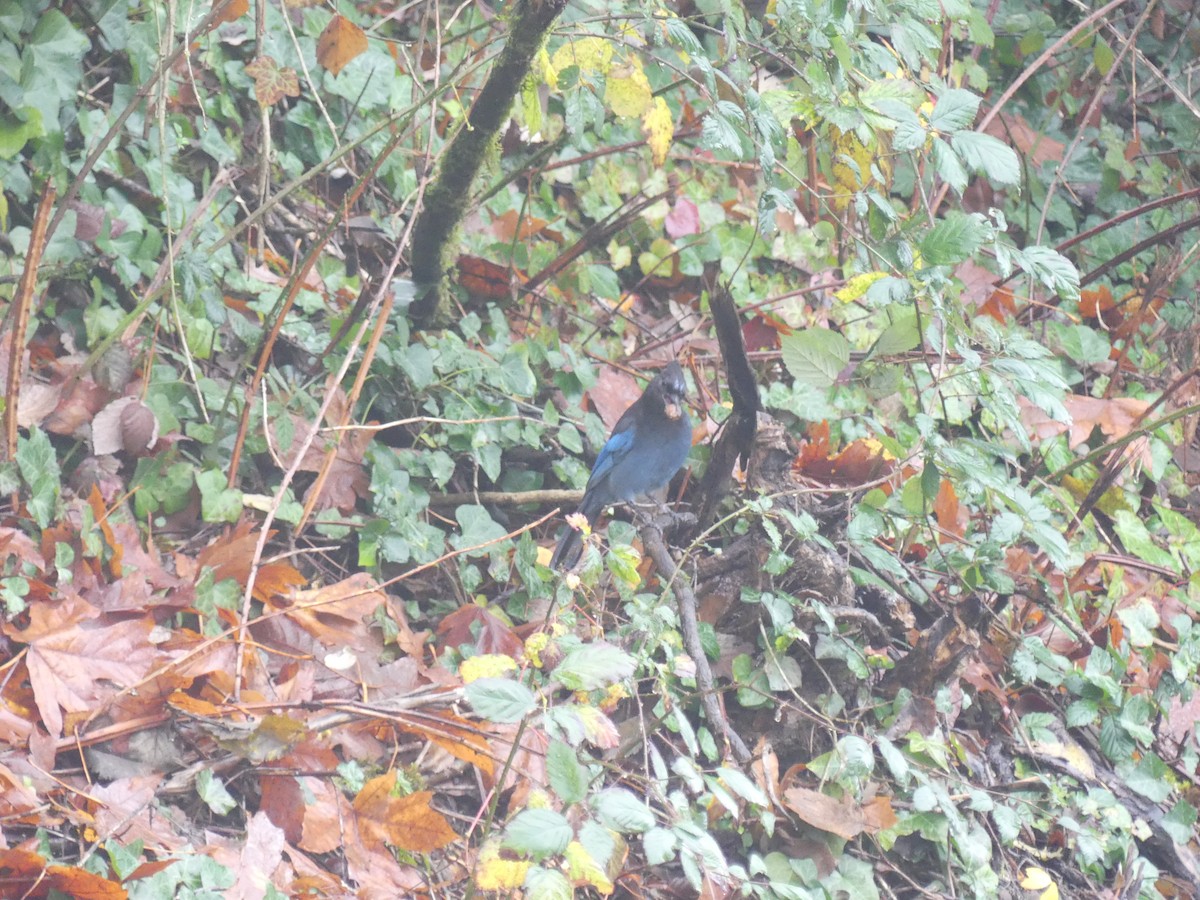 Steller's Jay - ML645403992