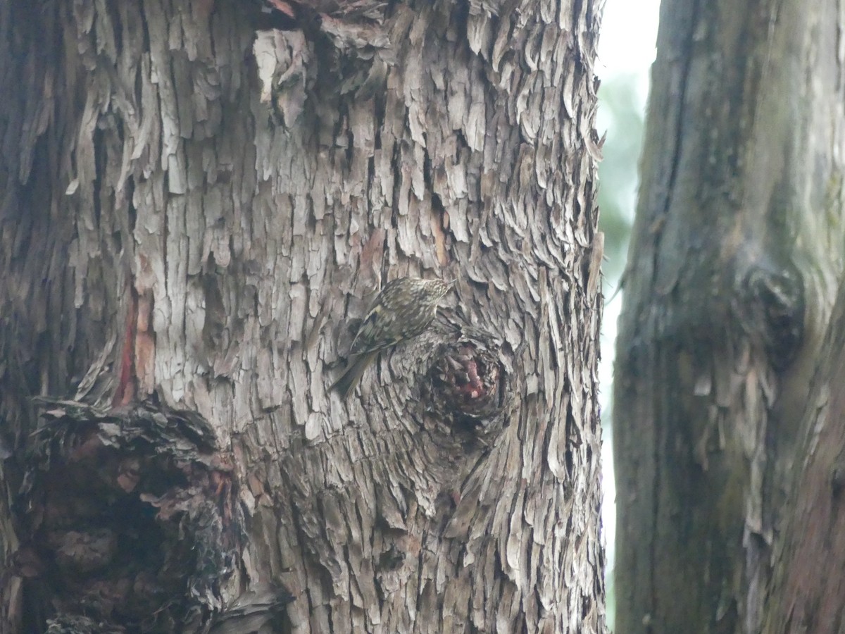 amerikatrekryper - ML645403997