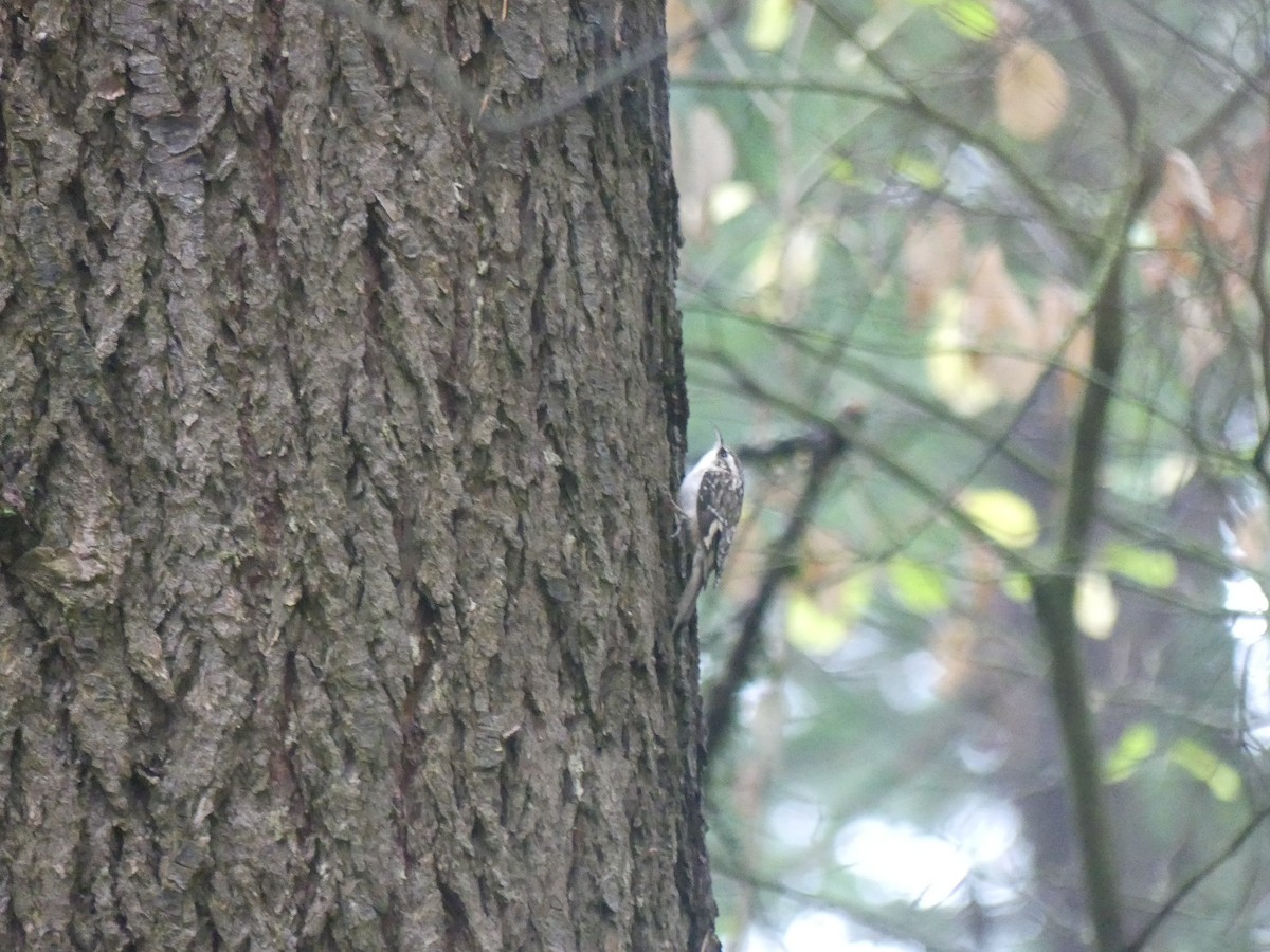 amerikatrekryper - ML645403998